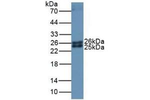 Figure. (Ferritin Mitochondrial anticorps  (AA 54-229))