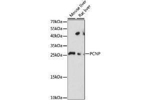 Western blot analysis of extracts of various cell lines, using PCNP antibody. (PCNP anticorps)
