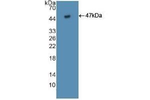 Detection of Recombinant FAS, Human using Polyclonal Antibody to Factor Related Apoptosis (FAS) (FAS anticorps  (AA 22-172))