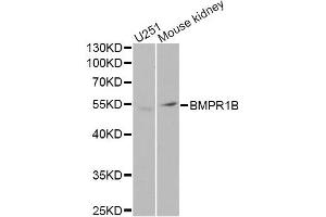 Western blot analysis of extracts of various cell lines, using BMPR1B Antibody (ABIN5971046) at 1/1000 dilution. (BMPR1B anticorps)