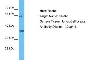 Host: Rabbit Target Name: OR8I2 Sample Type: Jurkat Whole Cell lysates Antibody Dilution: 1. (OR8I2 anticorps  (C-Term))
