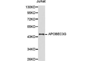 Western blot analysis of extracts of Jurkat cell line, using APOBEC3G antibody.