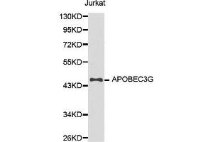 Western blot analysis of extracts of Jurkat cell line, using APOBEC3G antibody. (APOBEC3G anticorps  (AA 60-330))