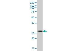 GCLM MaxPab polyclonal antibody.