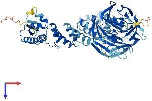 AlphaFold protein structure predicition of Mouse Recombinant Klhl25 Protein, UniprotID Q8R2P1