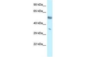 Image no. 1 for anti-Mohawk Homeobox (MKX) (C-Term) antibody (ABIN6747570) (MKX anticorps  (C-Term))
