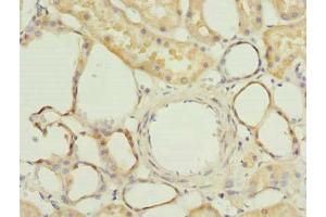 Immunohistochemistry of paraffin-embedded human kidney tissue using ABIN7165366 at dilution of 1:100 (FAM118A anticorps  (AA 51-357))