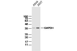 Lane 1: A549 Cell lysates; Lane 2: 293T Cell lysates; probed with GAPDH (4F8) Monoclonal Antibody, unconjugated (bsm-33033M) at 1:300 overnight at 4°C followed by a conjugated secondary antibody for 60 minutes at 37°C. (GAPDH anticorps)
