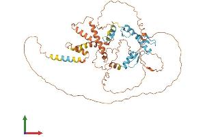 AlphaFold protein structure predicition of Human Recombinant ZBTB18 Protein, UniprotID Q99592