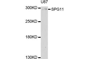 Western blot analysis of extracts of U-87MG cells, using SPG11 antibody (ABIN4905280) at 1:1000 dilution. (SPG11 anticorps)
