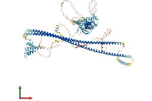 AlphaFold protein structure predicition of Mouse Recombinant Card10 Protein, UniprotID P58660