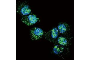 Confocal immunofluorescent analysis of UCHL1 Antibody (N-term) (ABIN388868 and ABIN2839164) with NCI- cell followed by Alexa Fluor 488-conjugated goat anti-rabbit lgG (green).