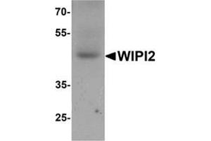 Western blot analysis of WIPI2 in human testis tissue lysate with WIPI2 Antibody  at 1 μg/ml. (WIPI2 anticorps  (N-Term))