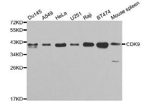 Western blot analysis of extracts of various cell lines, using CDK9 antibody. (CDK9 anticorps  (AA 153-372))