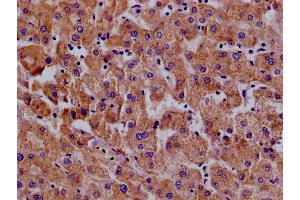 Immunohistochemistry of paraffin-embedded human pancreatic tissue using ABIN7156641 at dilution of 1:100 (MX1 anticorps  (AA 7-172))