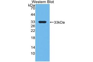 Detection of Recombinant EP300, Mouse using Polyclonal Antibody to E1A Binding Protein P300 (EP300) (p300 anticorps  (AA 2124-2397))
