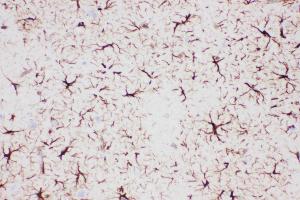 Anti-GFAP Picoband antibody,  IHC(P): Rat Brain Tissue