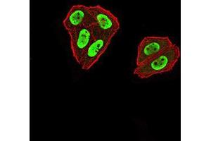 Immunofluorescence analysis of Hela cells using ZFP91 mouse mAb (green). (ZFP91 anticorps  (AA 162-304))