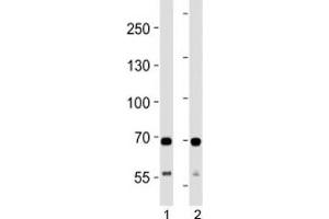 SDHA antibody western blot analysis in 1) human HeLa and 2) mouse C2C12 lysate.