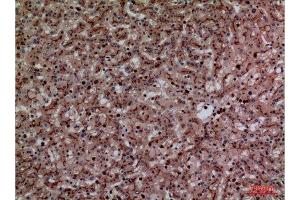 Immunohistochemistry (IHC) analysis of paraffin-embedded Human Liver, antibody was diluted at 1:100. (CEACAM1/5 anticorps  (N-Term))