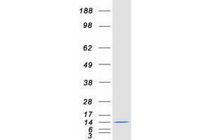 Validation with Western Blot