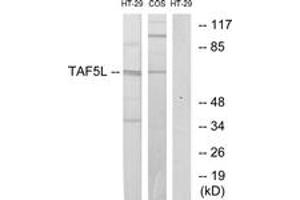 Western blot analysis of extracts from HT-29/COS7 cells, using TAF5L Antibody. (TAF5L anticorps  (AA 291-340))