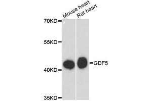 Western blot analysis of extracts of various cell lines, using GDF5 antibody (ABIN6290098) at 1:3000 dilution. (GDF5 anticorps)