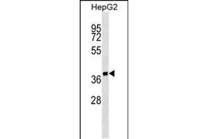 Western blot analysis in HepG2 cell line lysates (35ug/lane). (SCAMP2 anticorps  (AA 119-147))