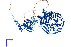 AlphaFold protein structure predicition of Human Recombinant KLHL14 Protein, UniprotID Q9P2G3