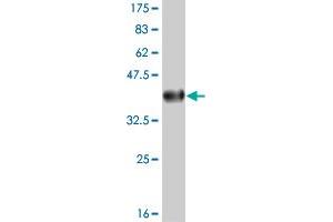 Western Blot detection against Immunogen (36. (IFI16 anticorps  (AA 630-729))