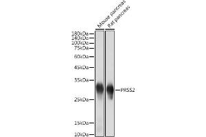 Western blot analysis of extracts of various cell lines, using PRSS2 antibody (ABIN7269580) at 1:5000 dilution.