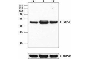Western Blotting (WB) image for anti-Mitogen-Activated Protein Kinase 1 (MAPK1) antibody (ABIN2666104) (ERK2 anticorps)