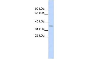 FCN1 antibody used at 1 ug/ml to detect target protein. (FCN1 anticorps)