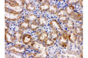 Anti- CYP1A1 Picoband antibody,IHC(P) IHC(P): Mouse Kidney Tissue