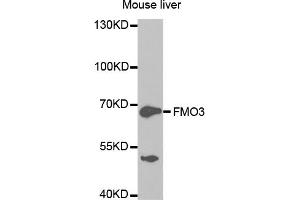 Western blot analysis of extracts of mouse liver, using FMO3 antibody. (FMO3 anticorps)