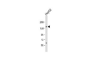 Anti-AOX1 Antibody (Center) at 1:1000 dilution + HepG2 whole cell lysate Lysates/proteins at 20 μg per lane.