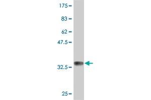 Western Blot detection against Immunogen (33 KDa) .