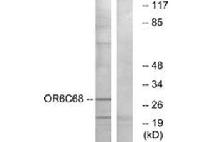 Western Blotting (WB) image for anti-Olfactory Receptor, Family 6, Subfamily C, Member 68 (OR6C68) (AA 261-310) antibody (ABIN2890949) (OR6C68 anticorps  (AA 261-310))