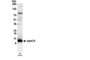 Western Blotting (WB) image for anti-Apolipoprotein C-III (APOC3) antibody (Biotin) (ABIN7449311)