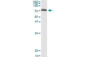 SERPING1 monoclonal antibody (M01), clone 3F4-1D9.