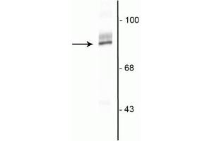 Western blot of HeLa cell lysate showing specific immunolabeling of the ~90 kDa RSK2 protein. (RPS6KA2 anticorps  (C-Term))