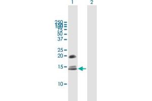 Western Blot analysis of CRB3 expression in transfected 293T cell line by CRB3 MaxPab polyclonal antibody.