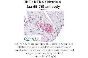 Image no. 1 for anti-Netrin 4 (NTN4) (AA 65-76), (Internal Region) antibody (ABIN1737559) (Netrin 4 anticorps  (Internal Region))