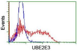 Image no. 2 for anti-Ubiquitin-Conjugating Enzyme E2E 3 (UBE2E3) antibody (ABIN1501619) (UBE2E3 anticorps)