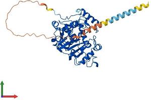 AlphaFold protein structure predicition of Mouse Recombinant St6gal1 Protein, UniprotID Q64685