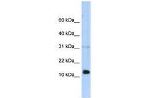 REG1B anticorps  (N-Term)