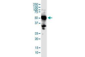 SHB monoclonal antibody (M07), clone 4C11.