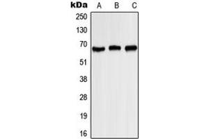 Western blot analysis of Kv1.