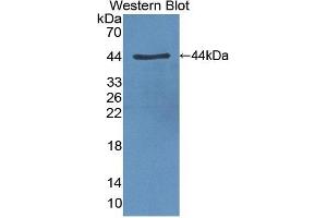 Detection of Recombinant CLOCK, Human using Polyclonal Antibody to Circadian Locomoter Output Cycles Protein Kaput (CLOCK) (CLOCK anticorps  (AA 34-379))