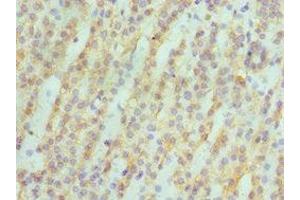 Immunohistochemistry of paraffin-embedded human kidney tissue using ABIN7142986 at dilution of 1:100 (ASAH1 anticorps  (AA 146-395))